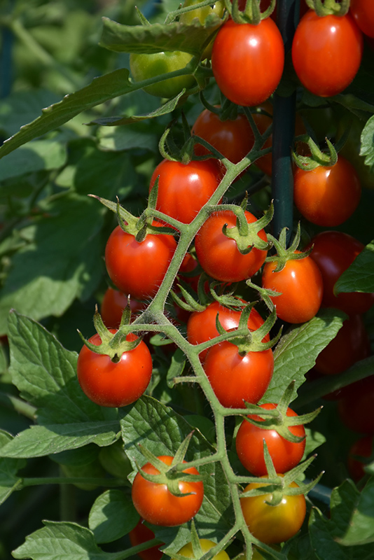 Grape Tomato (Generic) (Solanum lycopersicum 'Grape') at Seoane's Garden Center