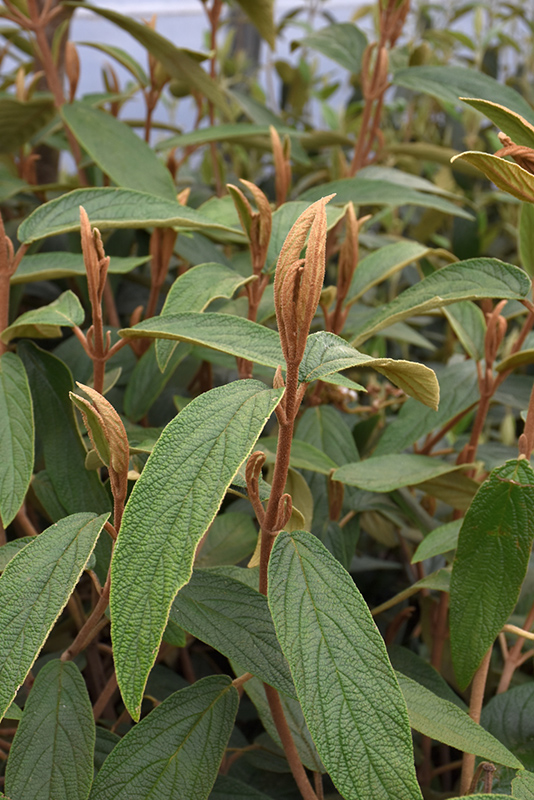 Leatherleaf Viburnum (Viburnum rhytidophyllum) at Seoane's Garden Center