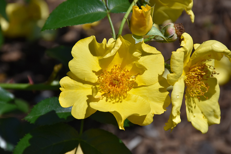 Lemon Fizz Kolorscape Rose (Rosa 'KORfizzlem') at Seoane's Garden Center