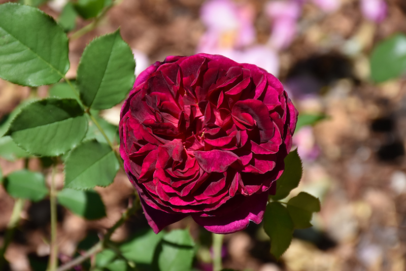 Munstead Rose (Rosa 'Ausbernard') at Seoane's Garden Center