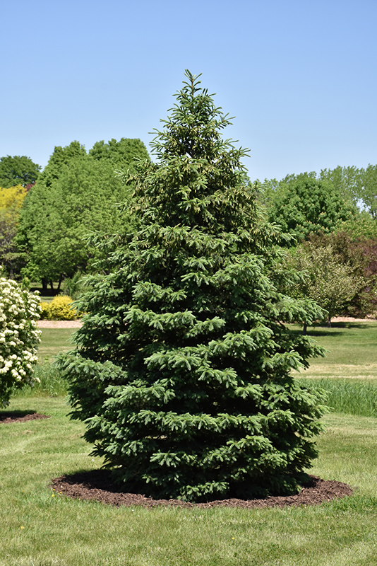Black Hills Spruce (Picea glauca var. densata) at Seoane's Garden Center