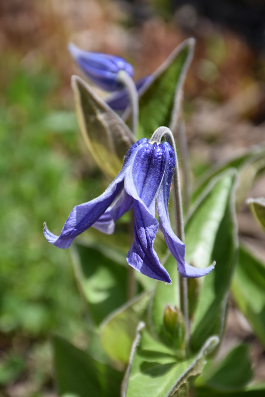 Blue Ribbons Bush Clematis (Clematis integrifolia 'Blue Ribbons') at Seoane's Garden Center
