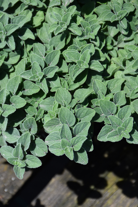 Hot And Spicy Oregano (Origanum 'Hot And Spicy') at Seoane's Garden Center