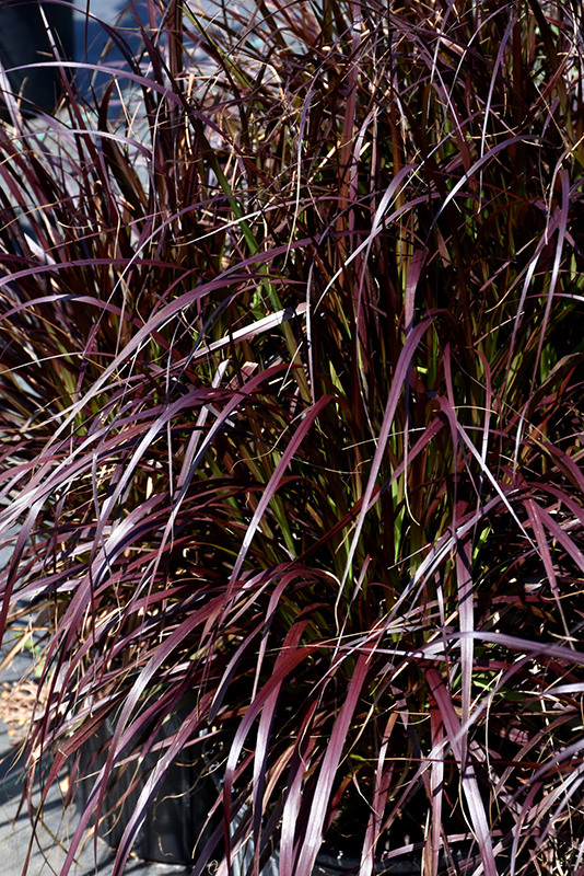 Purple Fountain Grass (Pennisetum setaceum 'Rubrum') at Seoane's Garden Center