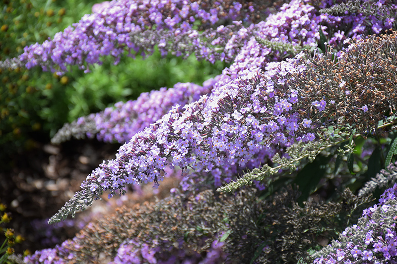 Grand Cascade Butterfly Bush (Buddleia 'Grand Cascade') at Seoane's Garden Center