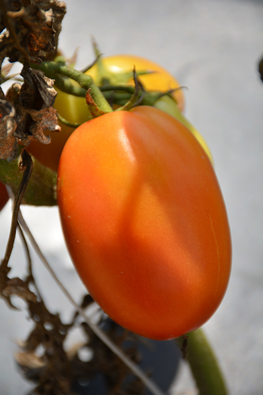 Salsarific Salsa Roma Tomato (Solanum lycopersicum 'Salsarific Salsa Roma') at Seoane's Garden Center