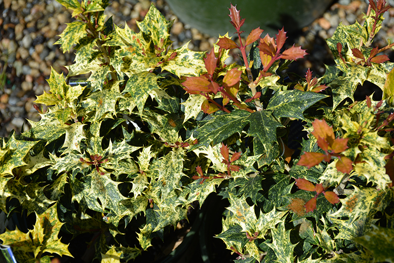 Variegated False Holly (Osmanthus heterophyllus 'Goshiki') at Seoane's Garden Center