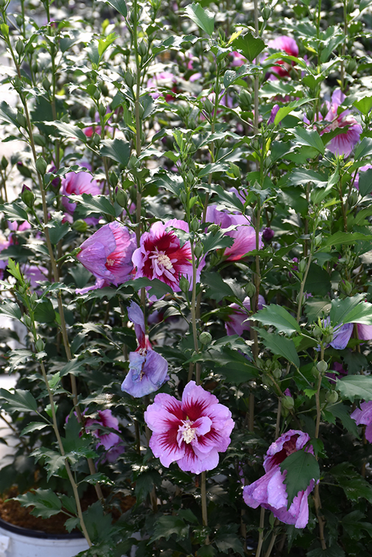 Purple Pillar Rose of Sharon (Hibiscus syriacus 'Gandini Santiago') at Seoane's Garden Center