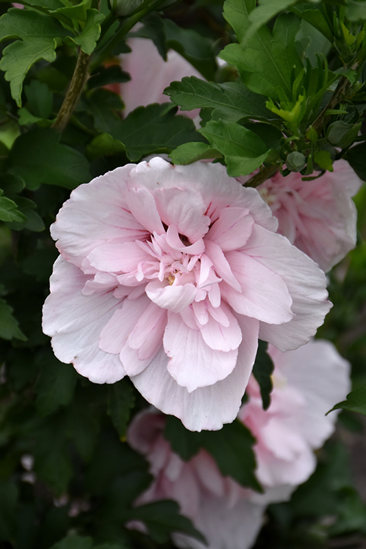 Pink Chiffon Rose of Sharon (Hibiscus syriacus 'JWNWOOD4') at Seoane's Garden Center