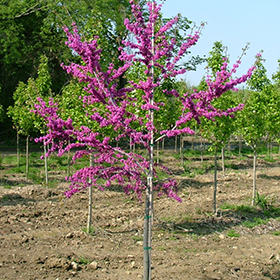 Plant Photo 10