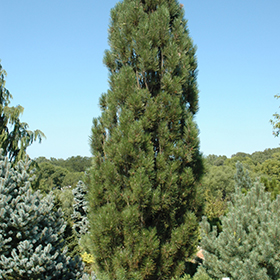 Plant Photo 7