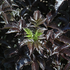 Plant Photo 6