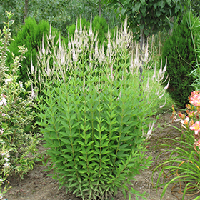 Plant Photo 9