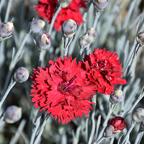 Plant Photo 10