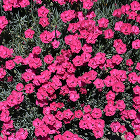 Plant Photo 4
