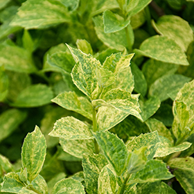 Plant Photo 8
