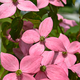 Plant Photo 4